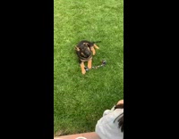 Black brown puppy tilts head grass toy 