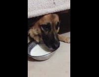 German shepherd dog drinks milk under couch