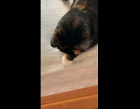 Jasmin the cat watches yoga instructor laptop 