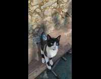 Pet cat reaches food from the pickaxe