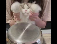 Lady makes cat hit upside down pot 