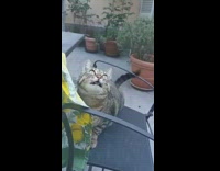 Cat looks up stares makes noise chair 