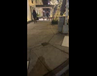 Man walks six dogs wears matching vest