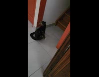 Cat tries to scratch ear but missing one leg