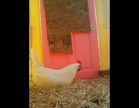 White hen pushes its stomach and lay eggs