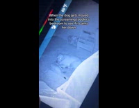 Dog trying to sleep crying baby