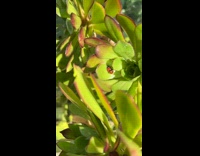 Little boy points out cuddling ladybugs 