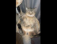 Cat lies upside down on cat tower