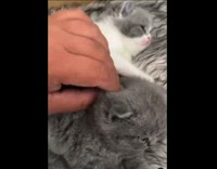 Guy rubbing grey kittens on grey pillow