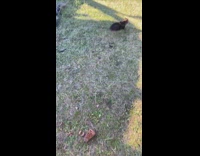 Squirrel steal the pinecone and run