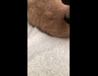 Collab BitchMP - Cat on bed with emo long black hair