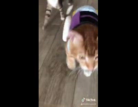 Orange cat uses purple wheelchair to walk 