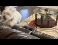 Dog run in circles at living room