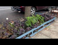 Cannabis leaves grow on sidewalk beside tree
