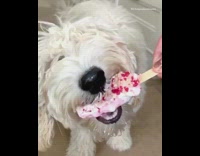 White dog eats strawberry popsicle ice cream in slow motion