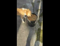 Brown white dog eat corn seeds from bucket