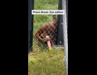 Collab BitchMP - Monkey digging hole with pink stick