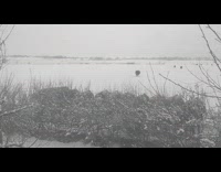 Herd of cow approaches the small ditch and drinks water