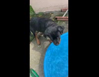 Rotweiler dog bites water stream from hose