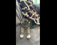 Cat Sleeps Comfortably on Couch under Blanket
