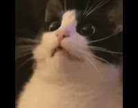 Cat with large pupils looks around room 