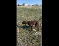 Collab Clips mpugc - Brown dog runs fast