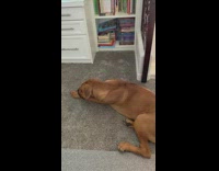 Dog Looks at TV as Puppy Cries