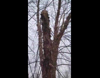 Pruned tree branch leak some water