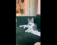 Cat confused when owner sings and laughs