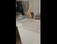 Guy petting orange cat then gets bitten