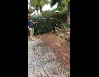 Dog jumps and bites hose water