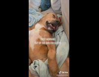 Dog sleeps good first night out of shelter