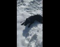 Big black dog rub back play snow