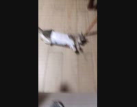 Cat jumps through box then gets stuck