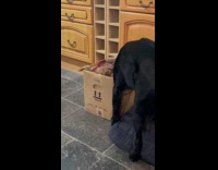 Black dog flips box searching for toy