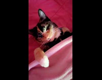 Cat Sleeps Like Baby on Bed Under Blanket