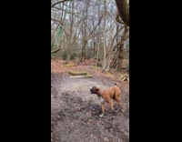 Dog jumps tries to reach hanging stick