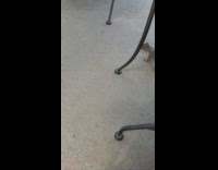 Wild squirrel sniff hand of filmer