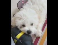 Pets For All - white dog playing with black and yellow toy