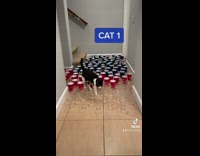 Collab BitchMP - Cat water cups test