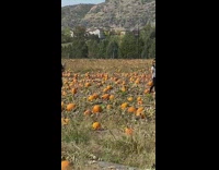Girl white frill shirt hold pumpkin farm