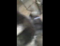 Woman play with group  dog bite purse