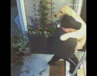 Guy carries brown golden retriever dog inside 