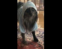 Black dog blue hoodie living room