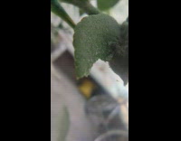 Caterpillar eats a dusty leaf in a closeup shot