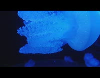 Collab DailyDoseOfInternet - Slow motion large blue translucent jellyfish aquarium