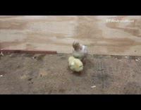 Grey baby turkey follows yellow baby chick 