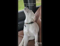 Puppy dog dozes off in car