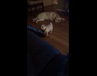 Little Dog is Too Small to Jump on Couch and Gets Angry Bites Couch