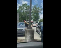 Rooster chicken on the parking lot near the restaurant